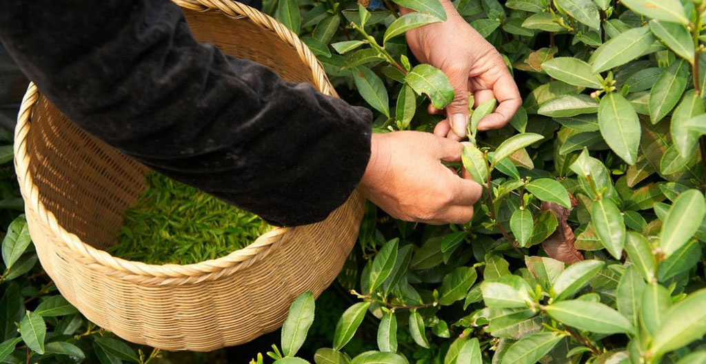 Panier infuseur avec feuilles de thé vert en vrac en train d'infuser dans l'eau chaude, les feuilles se déployant progressivement